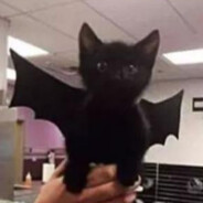 puffball_jenkins_the_3rd