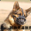 狼犬