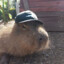 Capybara