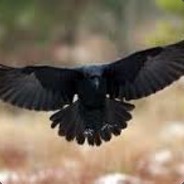 Raven