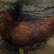 A Chicken