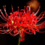 Lycoris