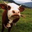 Cowz