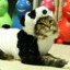 Pandacat