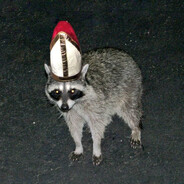 Racoon