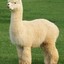 Alpaca