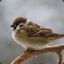 Sparrow