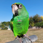 跟著派大星抓水母