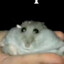 Hampter