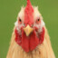 MotherOfHens