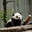 RealPanda