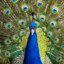 TheBritishPeaCock