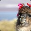 alice_holland_13