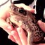wanki