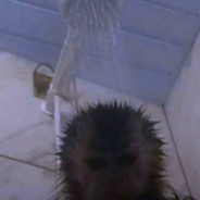 🄶🄾🅂🅄🄺🄰🄶🄾