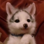 性感迷人的小妲己