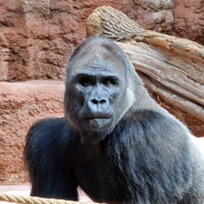 TheNoobMonkey