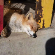 残疾失足少女用轮子压我牛子算不算足交这件事