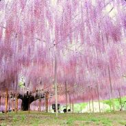 十亩藤花落古香