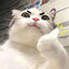 MeowsterMind
