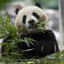 TURKİSH PANDA