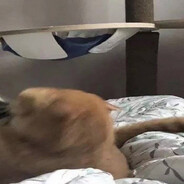 白天抽象晚上抽你