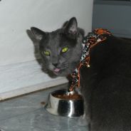 mastaflex - steam id 76561197970764822
