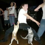 飞翔的猪不睡觉