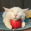 Котик с яблоком