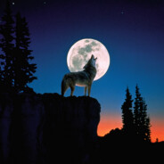 Zaorie - steam id 76561198091001707