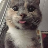 Котик