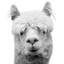 Just Lama