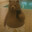 BearBewbs