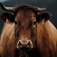 把钱留给队友花