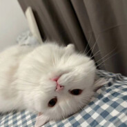 小菲菲菲菲菲菲