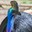 stunningly handsome cassowary