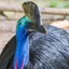 stunningly handsome cassowary