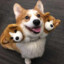 Corgberus