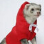 Ferret With Pants