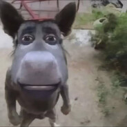 burro