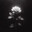 Dead Rose
