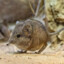 Elephant Shrew