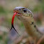 Serpent Siffleux