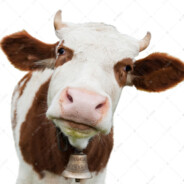 维多利亚大母牛