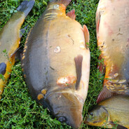 klops123123 skins.army