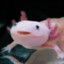 Axolotl