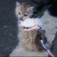 想吃什么地上捡