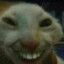 soggy cat (real)