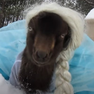 elsa but shes a goat