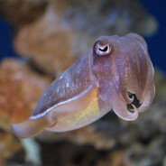 Don't play with your food